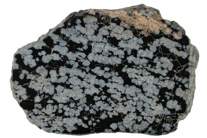 Polished Snowflake Obsidian Section - Utah #117778